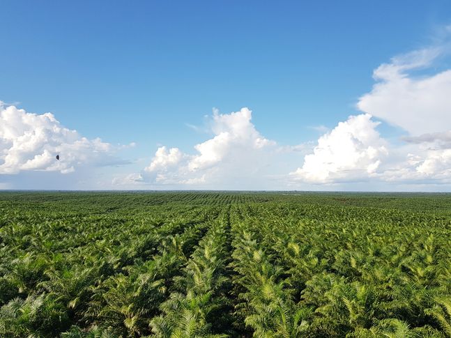 팜유 이어 밀 품귀…종합상사 식량사업 투자 성과는? - 뉴스 썸네일 이미지