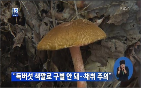 식품안전처가 '잘못된 독버섯 상식'과 관련한 주의사항을 공개했다.ⓒKBS1 뉴스화면 캡처