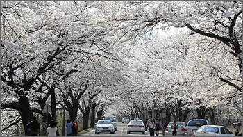 서울시는 26일 연인들을 위한 '서울 봄꽃길 150선'을 소개했다.ⓒ연합뉴스