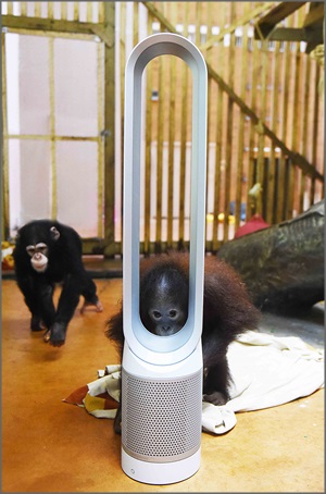 서울동물원 유인원관 사바나원숭이와 다이슨 퓨어 쿨 공기청정 선풍기.ⓒ다이슨