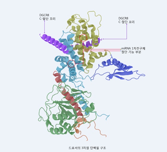 드로셔 단백질의 3차원 모델.ⓒ미래부