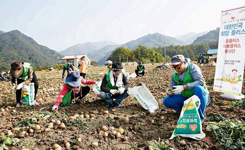 홈플러스 임직원들이 강원도 인제군 인제읍 귀둔리마을에서 마을의 대표 작물인 감자 수확을 돕고 있다.ⓒ홈플러스
