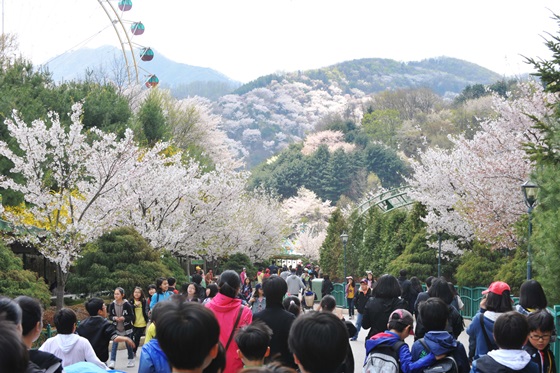 에버랜드가 오는 13일부터 나흘간 '용인에버 벚꽃축제'를 개최한다. ⓒ에버랜드