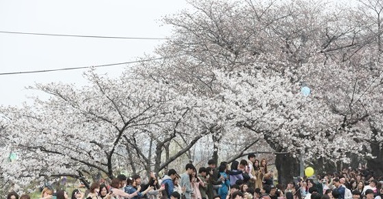서울 여의도 윤중로를 찾은 시민들이 벚꽃 사진을 찍으며 봄날씨를 만끽하고 있다.ⓒ연합뉴스
