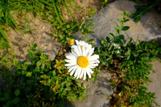 후지필름 미러리스 카메라 'X-T20'으로 촬영한 꽃 사진.ⓒEBN