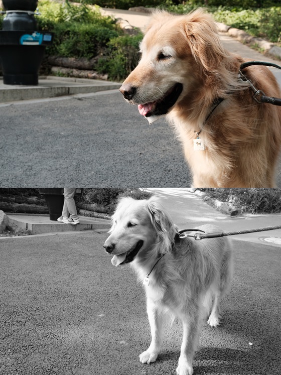 'X-T20' 필름 시뮬레이션 모드에서 '선명'(위), '아크로스'(아래)로 촬영한 강아지 사진.ⓒEBN