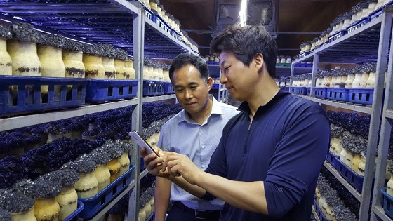 민병철 NH농협은행 광주시지부 지점장(왼쪽)과 장혁수 효도농산 이사(오른쪽)가 스마트폰 앱을 활용해 버섯생육환경 제어상태를 확인하고 있다.ⓒNH농협은행