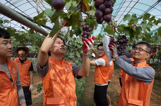 ㈜한화 임직원들이 9월8일 천안시 서북구 입장면 포도농가에서 포도수확을 돕고 있다.[사진=㈜한화]