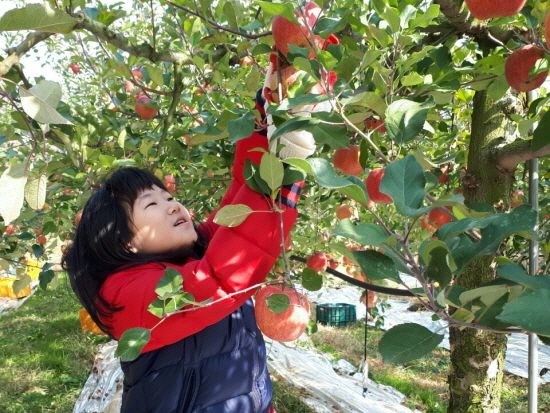 SK케미칼 희망메이커 가족들이 사과 따기 농촌봉사를 하고 있다. [사진=SK케미칼]
