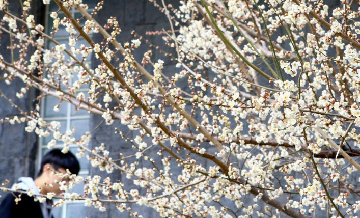 비교적 포근한 날씨를 보인 지난 10일 제주 서귀포시 중앙도서관 앞 매화가 꽃을 활짝 피어 봄 소식을 전하고 있다.ⓒ연합뉴스