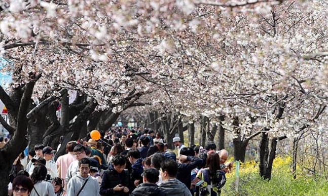 지난해 4월 벚꽃 핀 서울도심의 한 거리를 많은 시민들이 걷고 있다.ⓒEBN