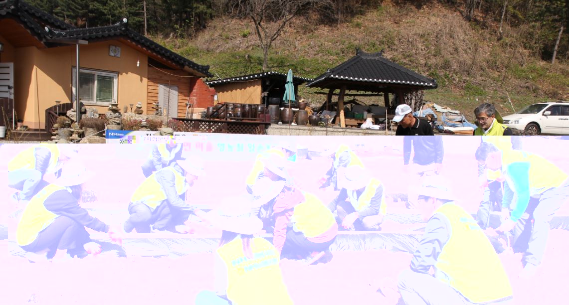 NH농협은행 글로벌사업본부 직원들은 전날 자매결연 마을인 충북 진천군 진천읍 보련마을을 찾아 영농철 일손돕기 봉사활동을 실시했다고 19일 밝혔다.ⓒ농협은행