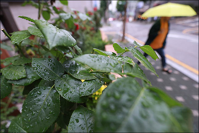 전국적으로 비와 함께 서늘한 날씨가 이어지고 있는 27일 오후 서울 관악구의 한 거리에 비에 젖은 잎사귀 옆으로 우산을 쓴 시민이 지나가고 있다. ⓒ데일리안 류영주 기자