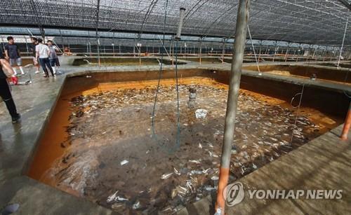 태풍 링링으로 인한 정전에 제주 양식장 넙치 폐사한 모습. ⓒ연합뉴스