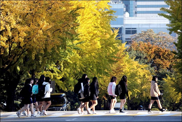 가을이 무르익어 가는 11월의 첫날인 1일 오후 서울 여의도 국회의사당 경내에  은행잎이 노랗게 물들어 가고 있다.ⓒ데일리안 박항구 기자