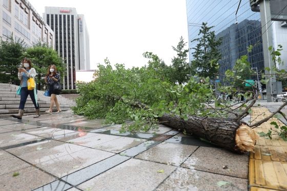 제9호 태풍 '마이삭'이 북상 중인 3일 오전 서울 청계광장 인근에 나무가 강풍에 쓰러져 있다ⓒ데일리안DB