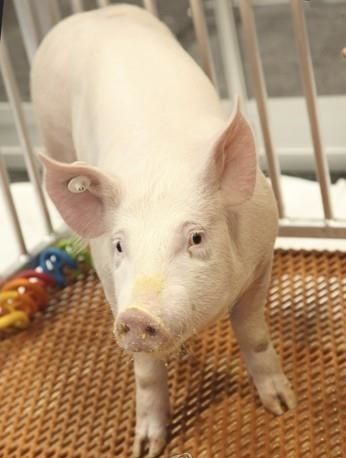 미국 뉴욕대 랑곤 헬스 메디컬센터 로버트 몽고메리 박사팀 연구팀이 이식용 장기 생산을 위해 사육하고 있는 유전자 조작 돼지(GalSafe)의 2020년 12월 사진. Revivicor 제공ⓒ연합뉴스