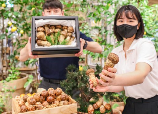 31일 오전 서울 영등포구에 위치한 현대백화점 더현대 서울 식품관에서 직원들이 올해 첫 수확한 자연산 송이를 소개하고 있는 모습.ⓒ현대백화점