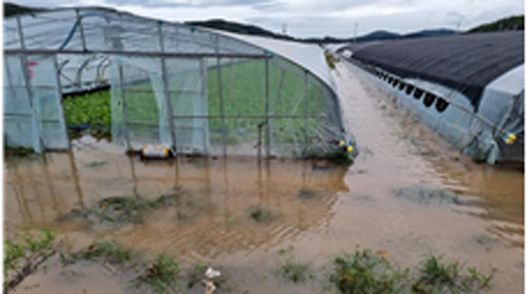 진주 시설하우스 침수.ⓒ연합뉴스, 경남도