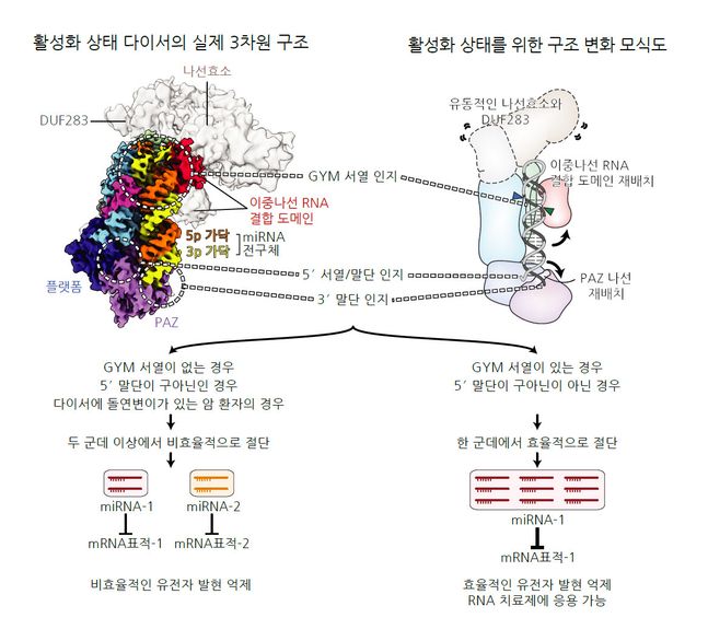 ⓒ해당 연구팀