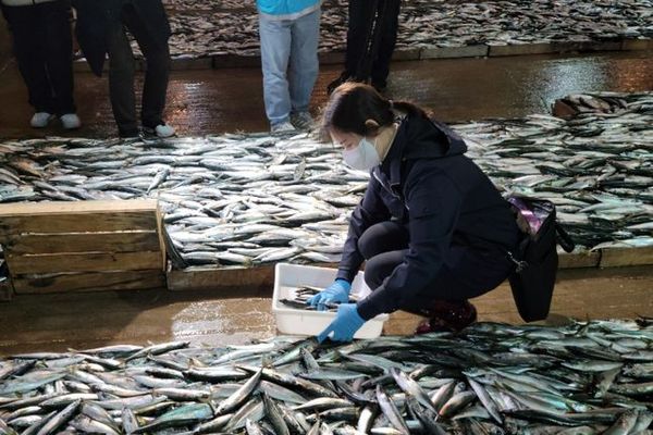 부산공동어시장에서 수산물품질관리원 관계자가 수산물 시료를 채취하고 있다.ⓒ해수부