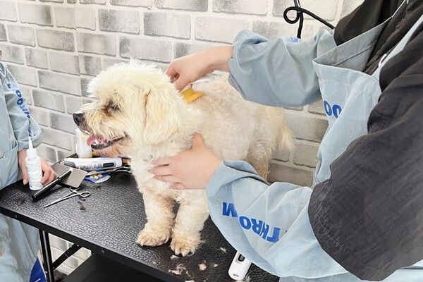 광동제약은 지난해 10월부터 전국 유기동물 발생률이 높은 지역인 제주에서의 건강한 반려문화 정착을 위해 해당 캠페인을 전개하고 있다.ⓒ광동제약