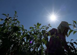 전국 폭염특보 발효…"논·밭 나가지 마세요"