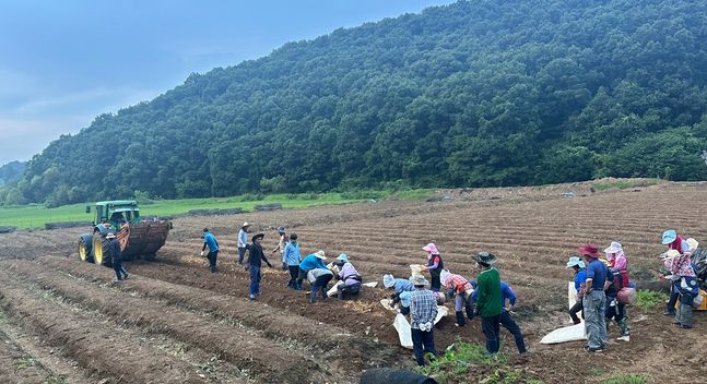 지난 6일 경기도 연천의 한 폭우피해 인삼밭에서 KGC인삼공사가 긴급 구매할 인삼이 수확되고 있다.ⓒKGC인삼공사