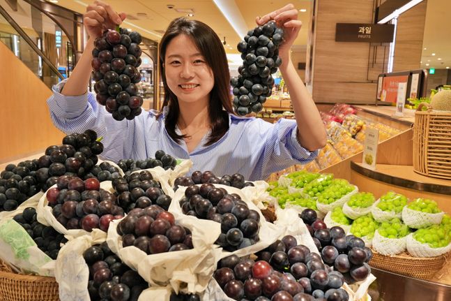 [포토] 롯데百, 수도권 전점서 강화도 ‘흑포도’ 판매