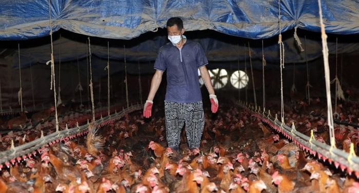 진천군 진천읍의 한 양계장에서 한 농민이 닭들의 상태를 확인하고 있다. [출처=연합뉴스]